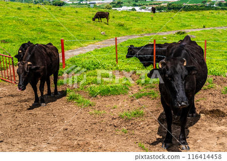 Fresh green pasture village Azuma Black hair Wagyu beef [Unzen City, Nagasaki Prefecture] 116414458