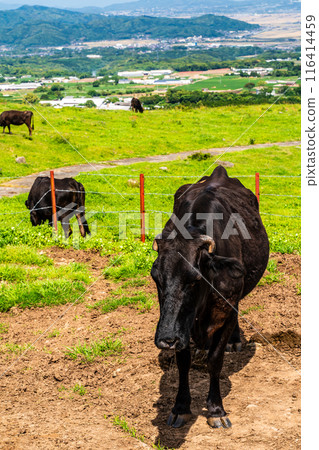 Fresh green pasture village Azuma Black hair Wagyu beef [Unzen City, Nagasaki Prefecture] 116414459