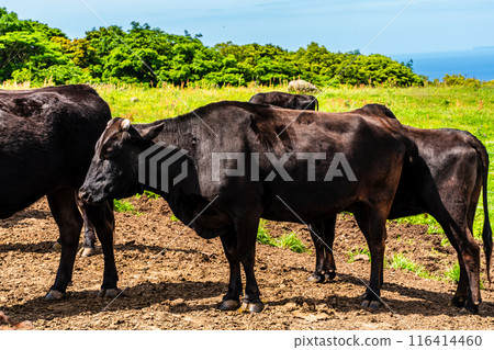 Fresh green pasture village Azuma Black hair Wagyu beef [Unzen City, Nagasaki Prefecture] 116414460
