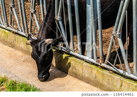 Fresh green pasture village Azuma Black hair Wagyu beef [Unzen City, Nagasaki Prefecture] 116414461