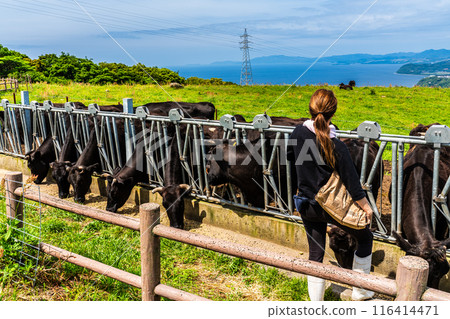 新鮮的綠色農場東黑毛和牛【長崎縣雲仙市】 116414471