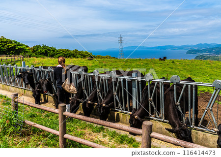 Fresh green pasture village Azuma Black hair Wagyu beef [Unzen City, Nagasaki Prefecture] 116414473