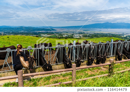 Fresh green pasture village Azuma Black hair Wagyu beef [Unzen City, Nagasaki Prefecture] 116414479
