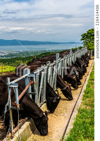 新鮮的綠色農場東黑毛和牛【長崎縣雲仙市】 新鮮的綠色農場東黑毛和牛【長崎縣雲仙市】 116414486