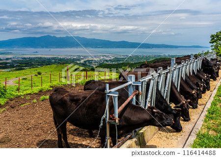 新鮮的綠色農場東黑毛和牛【長崎縣雲仙市】 新鮮的綠色農場東黑毛和牛【長崎縣雲仙市】 116414488
