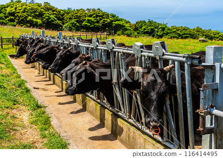 新鮮的綠色農場東黑毛和牛【長崎縣雲仙市】 116414495