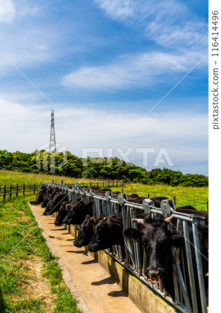 新鮮的綠色農場東黑毛和牛【長崎縣雲仙市】 新鮮的綠色農場東黑毛和牛【長崎縣雲仙市】 116414496