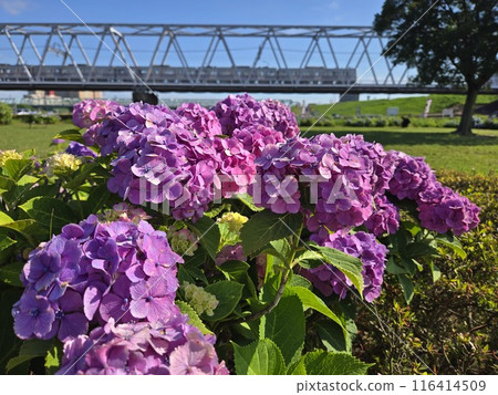 Hydrangeas and a train running on a railway bridge 116414509