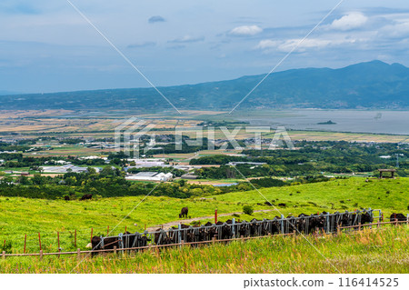 新鮮的綠色農場東黑毛和牛【長崎縣雲仙市】 116414525