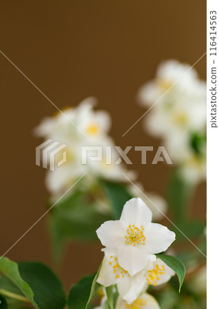 brown background with white jasmine flowers brown background with white jasmine flowers 116414563
