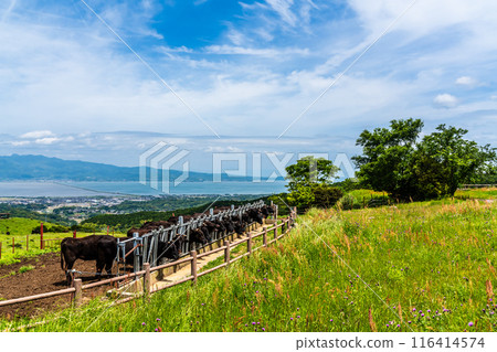 Fresh green pasture village Azuma Black hair Wagyu beef [Unzen City, Nagasaki Prefecture] 116414574