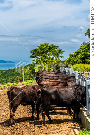 新鮮的綠色農場東黑毛和牛【長崎縣雲仙市】 116414583
