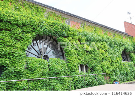 常春藤覆蓋的建築 116414626