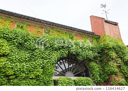 常春藤覆蓋的建築 116414627