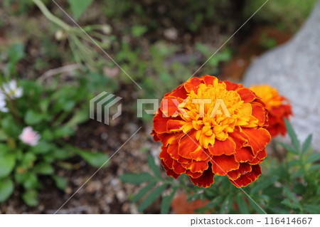 Orange marigold 116414667