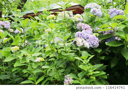 赤紫色の紫陽花 116414741