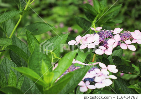 Pale pink decorative flowers and pink bisexual flowers of Hydrangea macrophylla 116414768