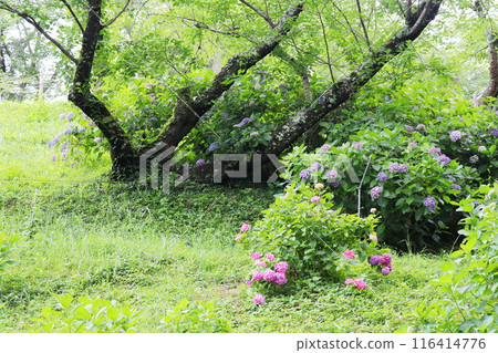 生長在草地上的粉紅色繡球花和紫色繡球花 116414776