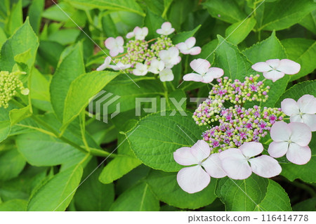 Pale pink hydrangea Pale pink hydrangea 116414778