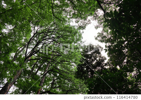 化石植物水杉 116414780
