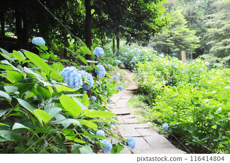 天藍色的繡球花和路 116414804