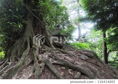 神社境內生長的大樹的根部 116414805