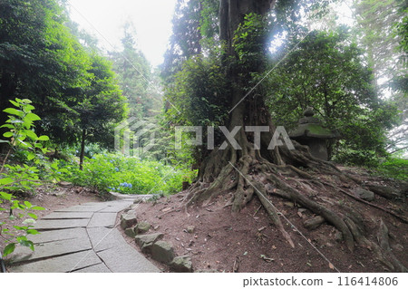 神社境內生長的大樹的根部 神社境內生長的大樹的根部 116414806