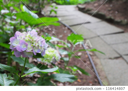 淡粉色繡球花 116414807