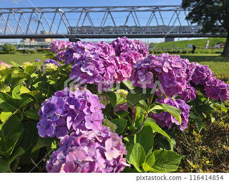 火車在繡球花的鐵路橋上行駛 火車在繡球花的鐵路橋上行駛 116414854