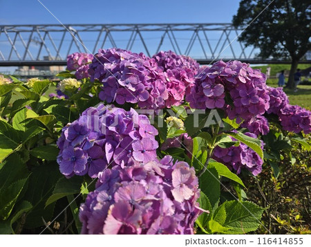 火車在繡球花的鐵路橋上行駛 116414855