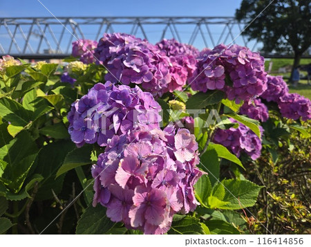 火車在繡球花的鐵路橋上行駛 火車在繡球花的鐵路橋上行駛 116414856