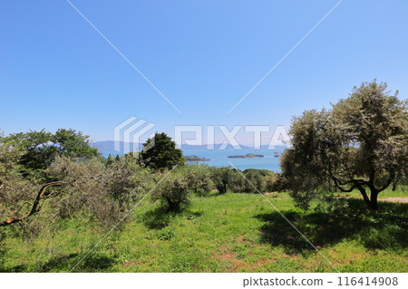Olive fields shining against the blue sky 116414908
