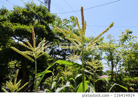 Corn tassels in a home garden 116414914