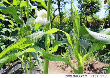 Corn ears and female ears in a home garden 116414915