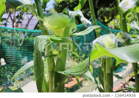 Corn ears in a home garden 116414916
