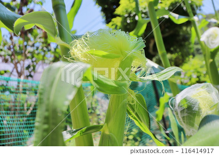 家庭花園裡的玉米穗 116414917