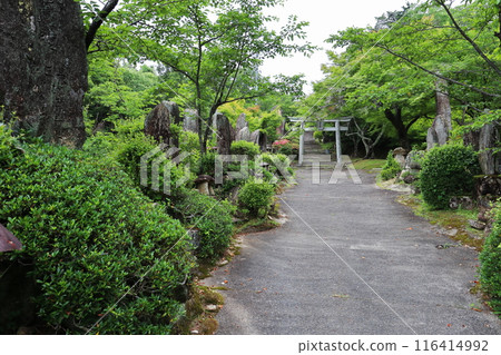 Shrine grounds and torii gate 116414992