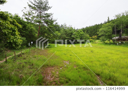 Koiwa Marsh 116414999