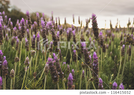 Bright purple blooming lavender flowers growing on meadow in field against cloudless sky during daytime. Bright purple blooming lavender flowers growing on meadow in field against cloudless sky during daytime. 116415032