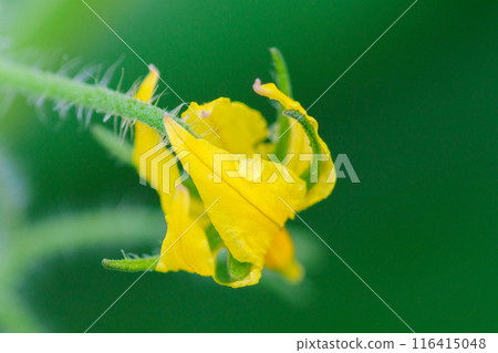 黃色櫻桃番茄花 116415048