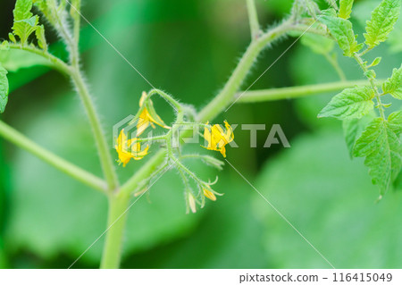 黃色櫻桃番茄花 116415049