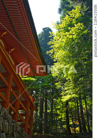 初夏的比叡山延歷寺 116415086