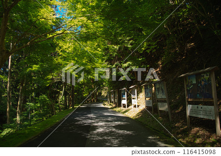 初夏的比叡山延歷寺 116415098