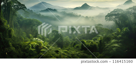Rainforest forest with fog 116415160