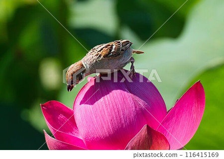 一隻麻雀從蓮花頂往下看 一隻麻雀從蓮花頂往下看 116415169