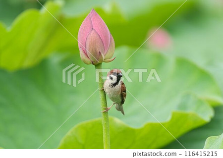 A sparrow hanging from a lotus bud 116415215