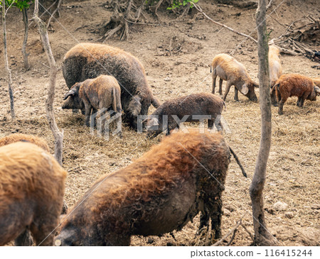 Mangalica pigs foraging for food Mangalica pigs foraging for food 116415244