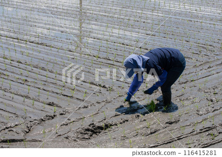 與家人一起種植水稻 水稻種植進行中 與家人一起種植水稻 水稻種植進行中 116415281