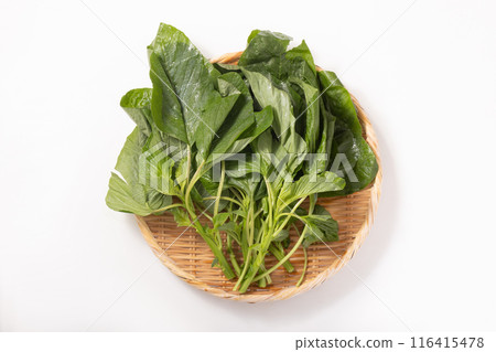 Amaranthus Amaranthus 116415478