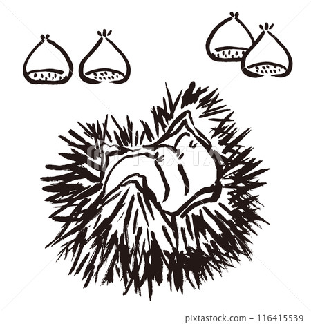 用墨水和畫筆繪製的栗子和毛刺的手繪插圖 116415539